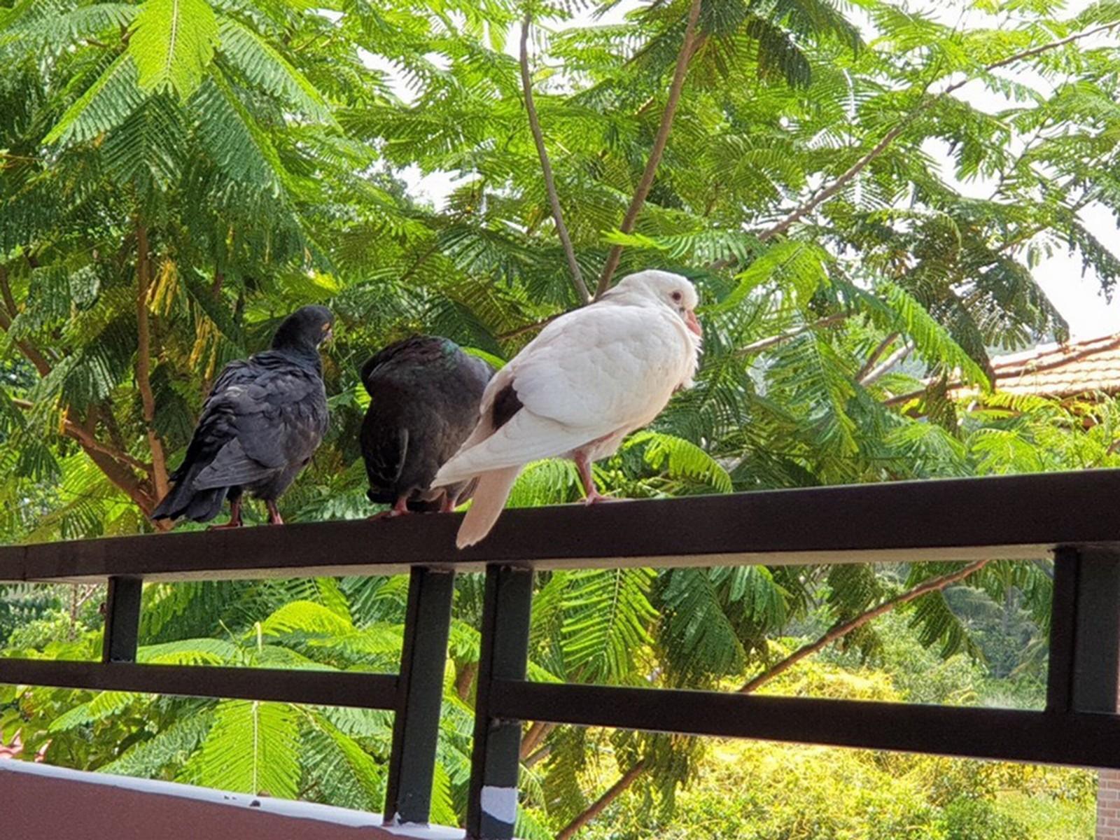 Khu Nghỉ Dưỡng Countryside Phú Quốc Ngoại thất bức ảnh